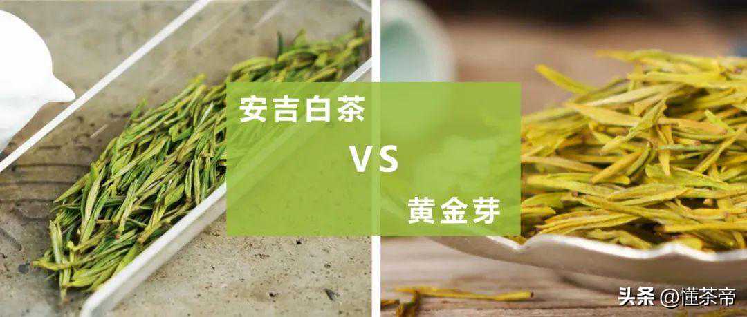 都是变异茶，安吉白茶与黄金芽有什么不同？