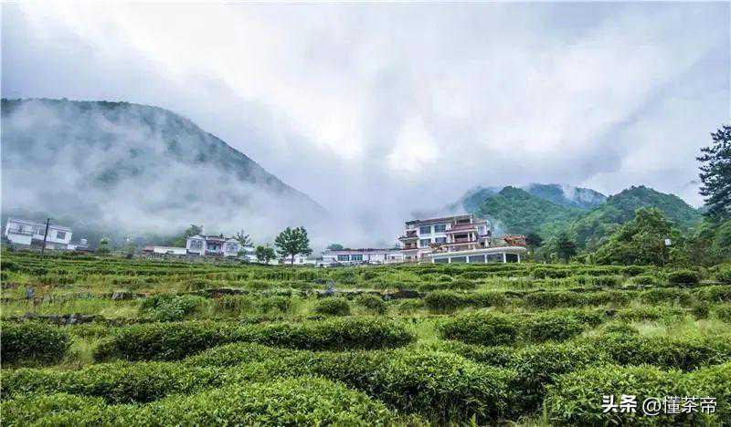 看完这篇，才算知道安徽茶到底有多牛