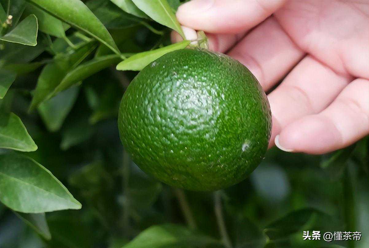 史上最详细的小青柑制作流程，干货满满建议收藏！