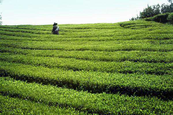 湖南大茶控股：我们不生产茶，我们是优质茶园的搬运工