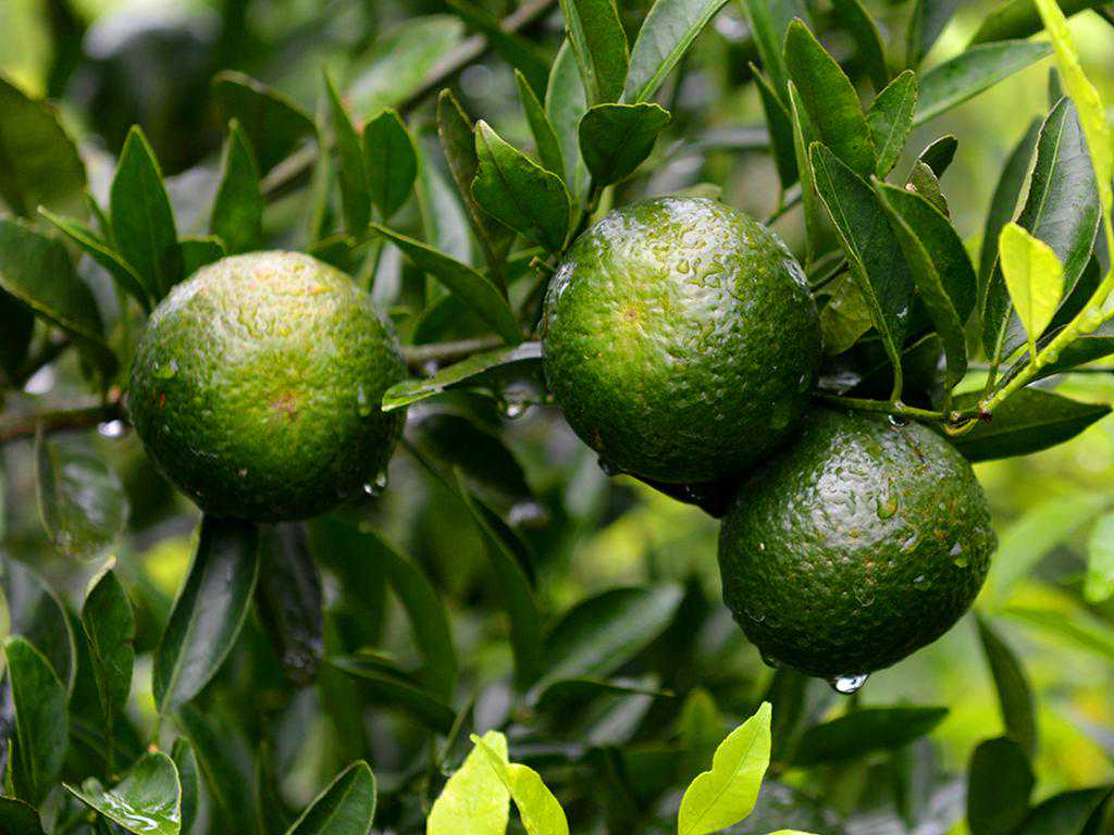 小青柑的三大价值：养生、品饮、收藏