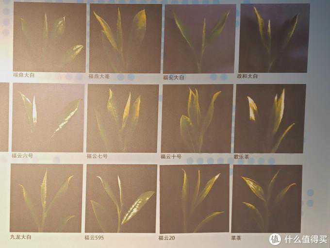 一篇让你快速深入了解白茶的品鉴常识