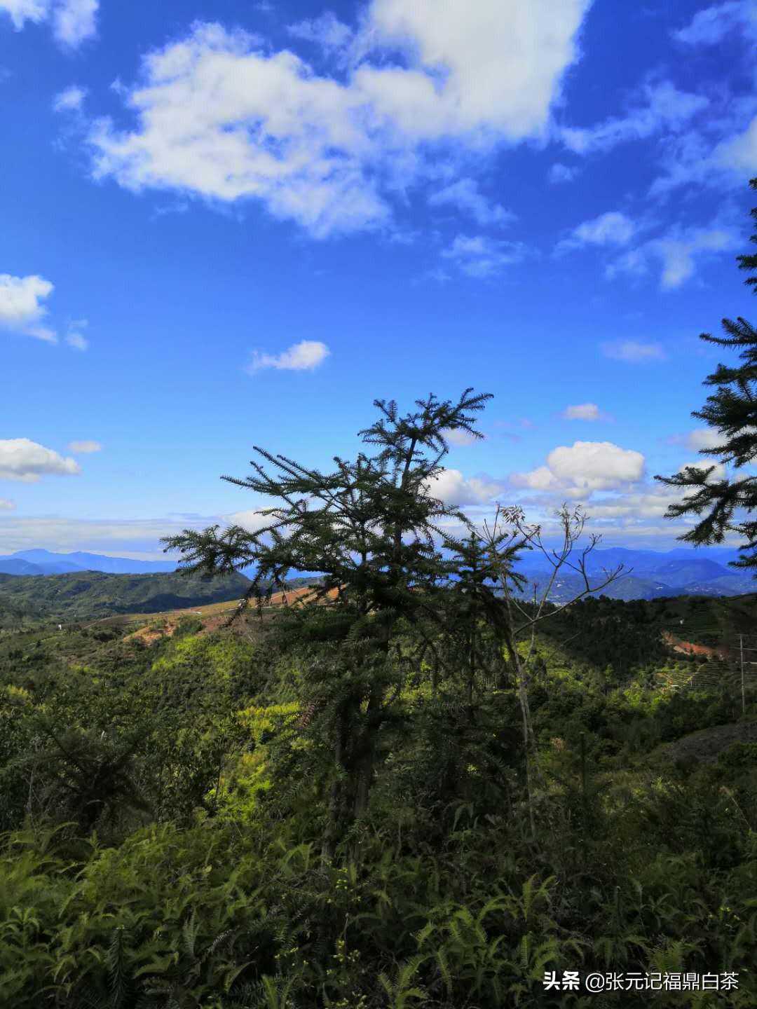 百年茶号“张元记”，福鼎贯岭镇荒野白茶、有机白茶基地