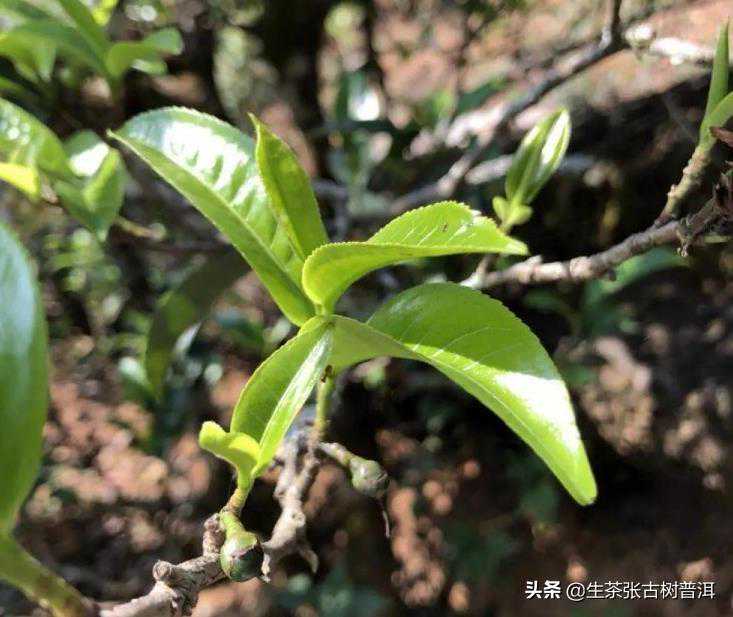 从滋味和地理角度，普洱茶分为4大产区，特点分别是什么？