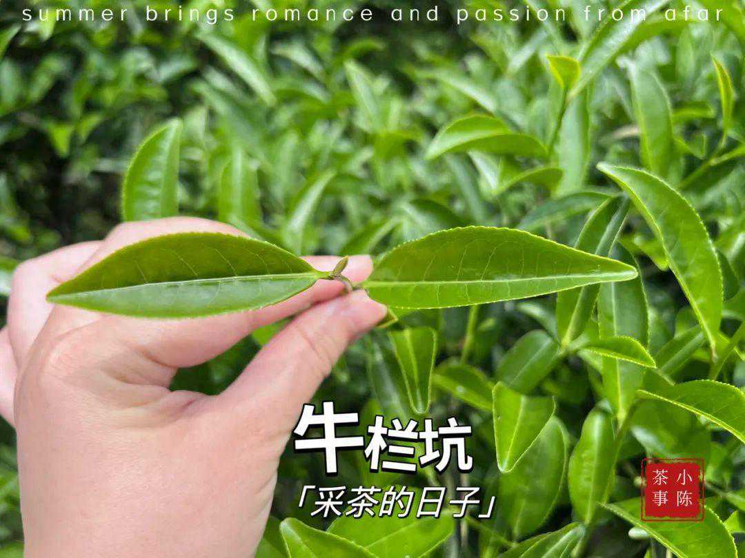 武夷山山场浩如烟海，除了牛栏坑，为什么有些山场就是火不起来？