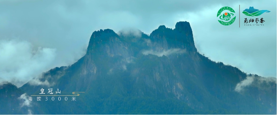 云南怒江：“老姆登茶“促进文旅融合 助力乡村振兴