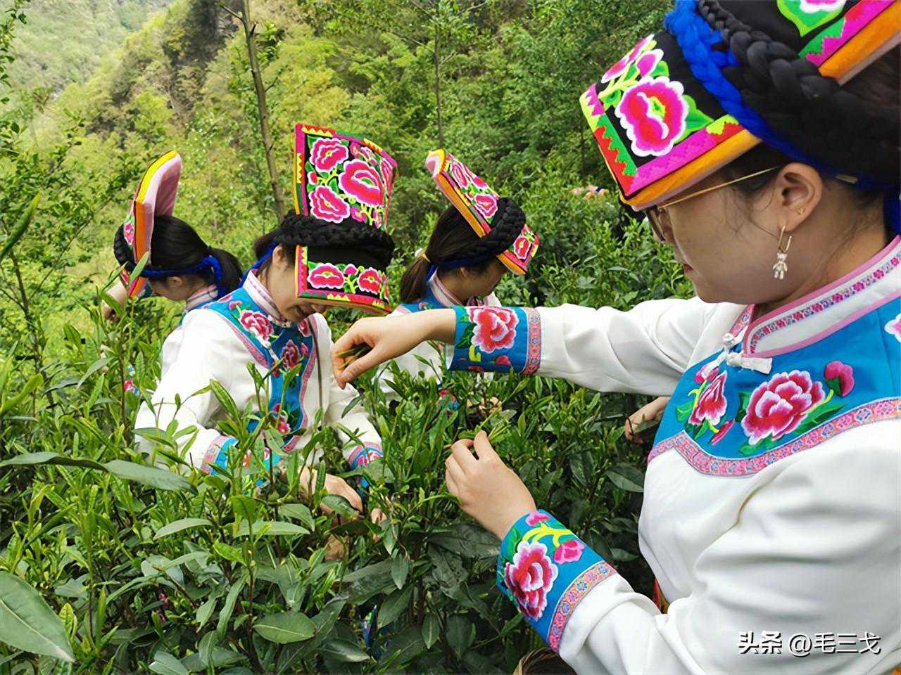 七绝/ 十首/ 《春茶》