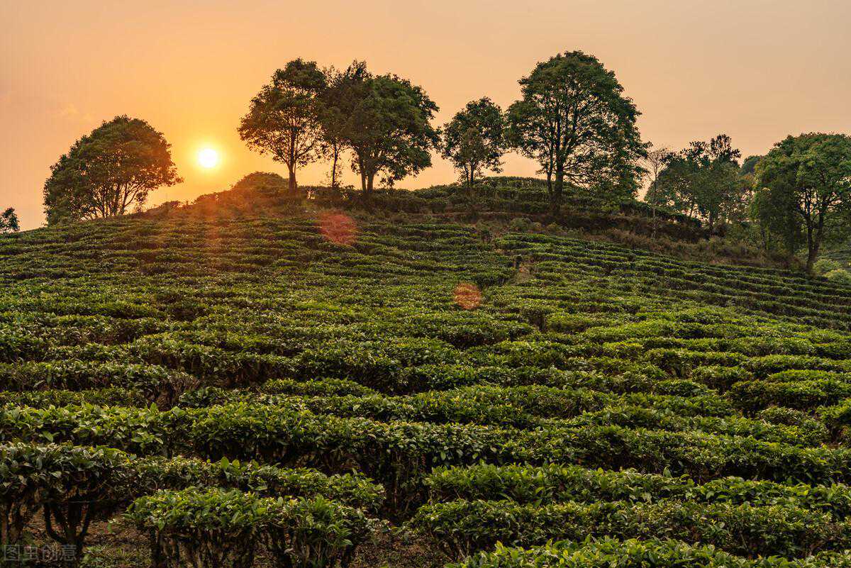 福今普洱2022年第二款口粮茶来了，布朗精品青饼开汤评测