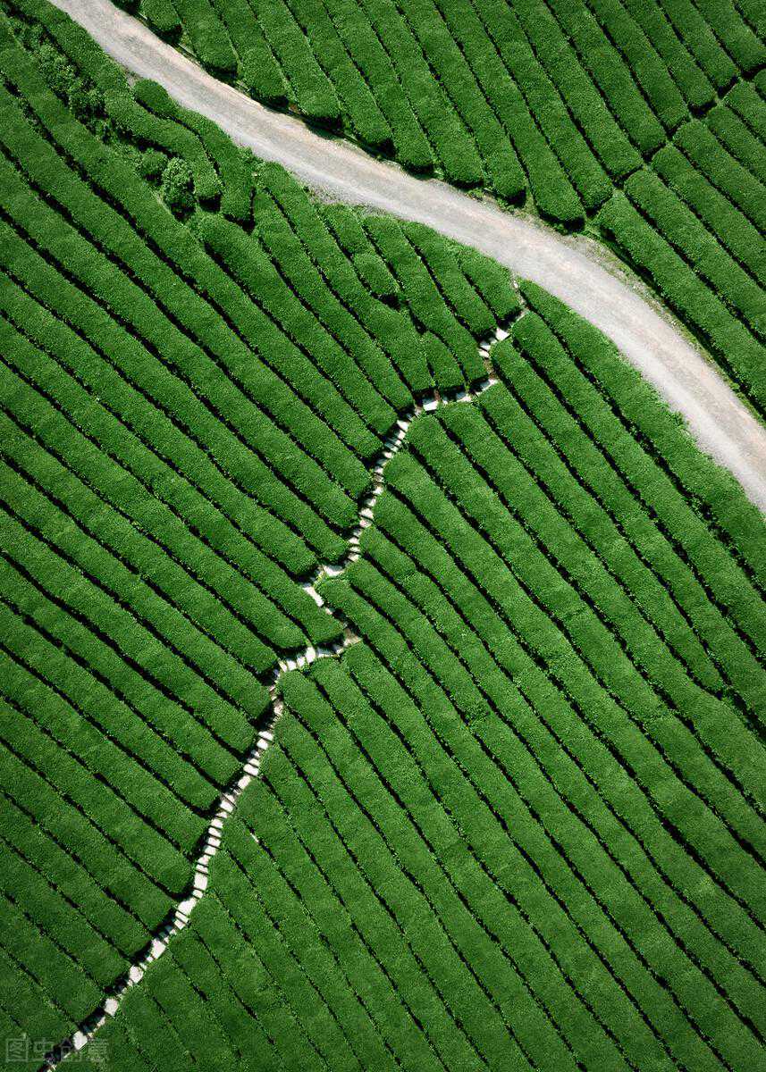 安徽又一款珠型炒青继续对垒龙井，涌溪火青与龙井茶对冲评测