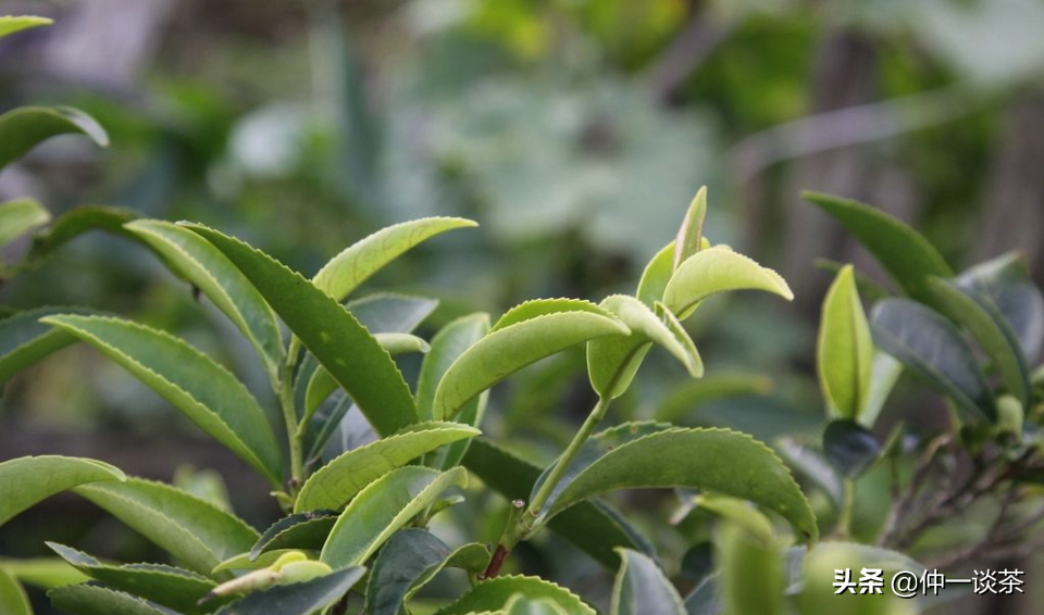 有种泡茶方法叫做：“高冲低斟，刮沫淋盖，关公巡城，韩信点兵”