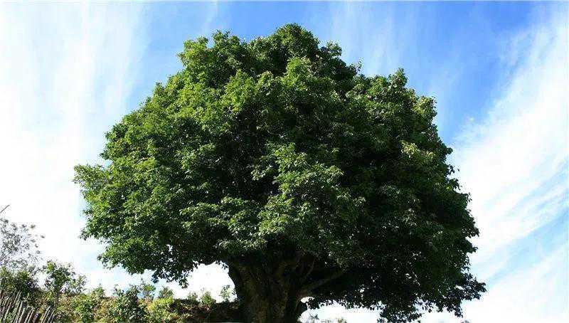 涨知识——恒春临沧普洱茶名山头