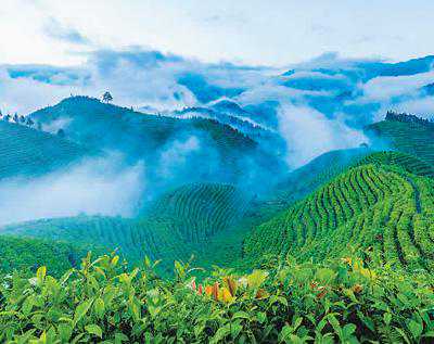 狗牯脑山寻春茶