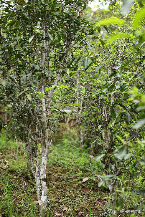 探访普洱茶古六大山之一的革登，其普洱茶有什么特点？
