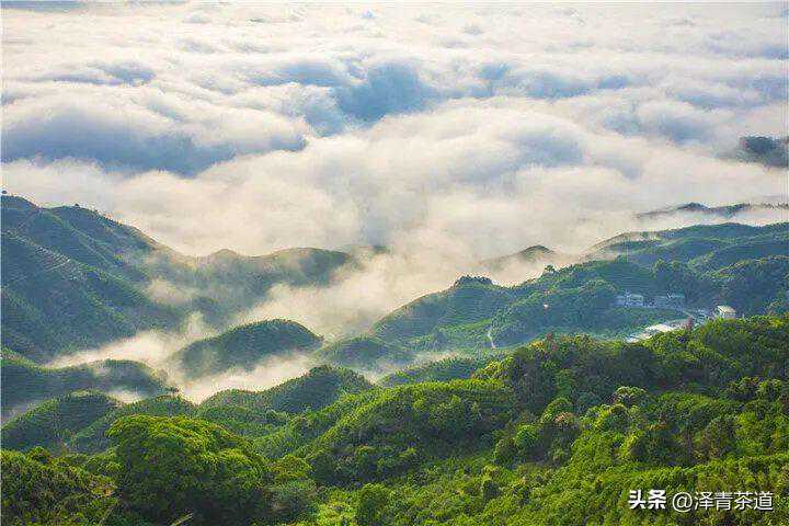 全面了解凤凰单丛茶，看这篇就够了