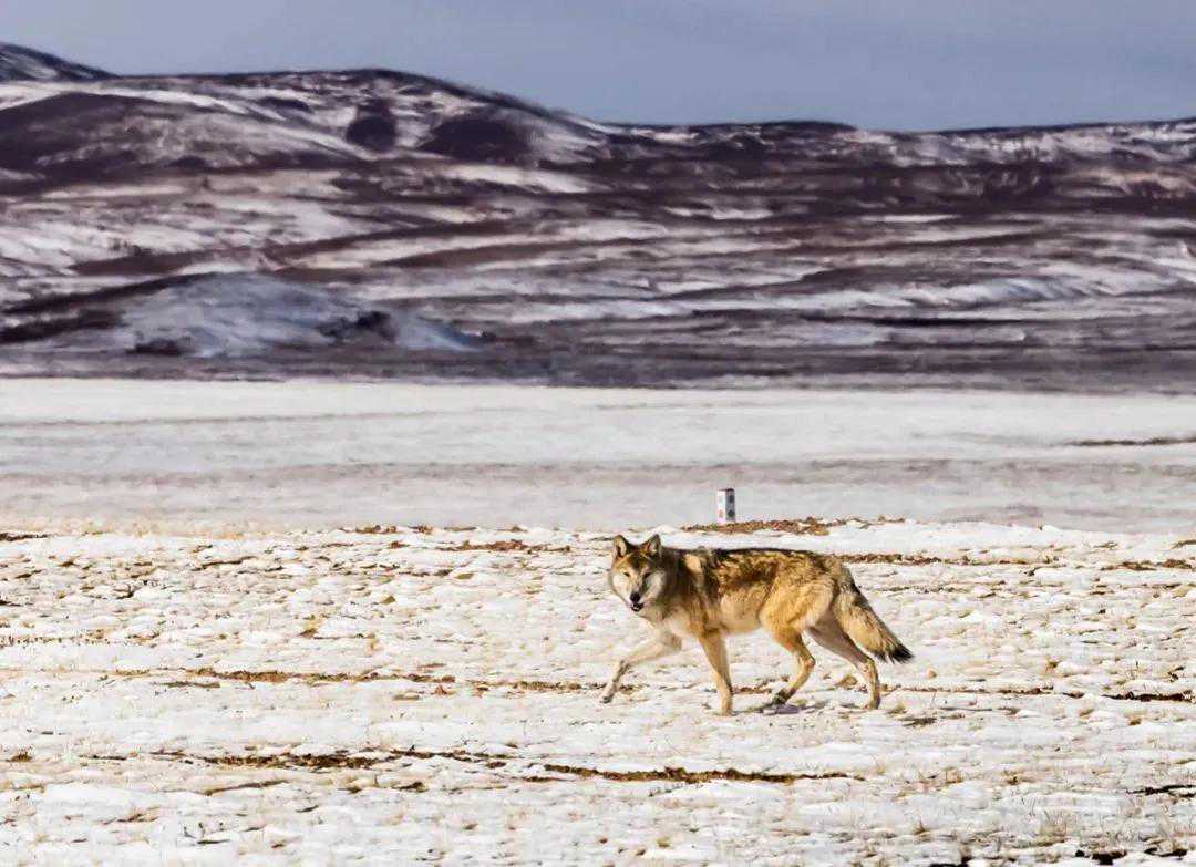 烤茶方法与烤茶种类
