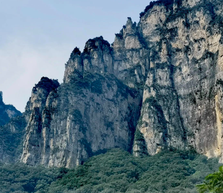 你了解洱茶中的“茶虫”吗？ 普洱茶的“茶虫
